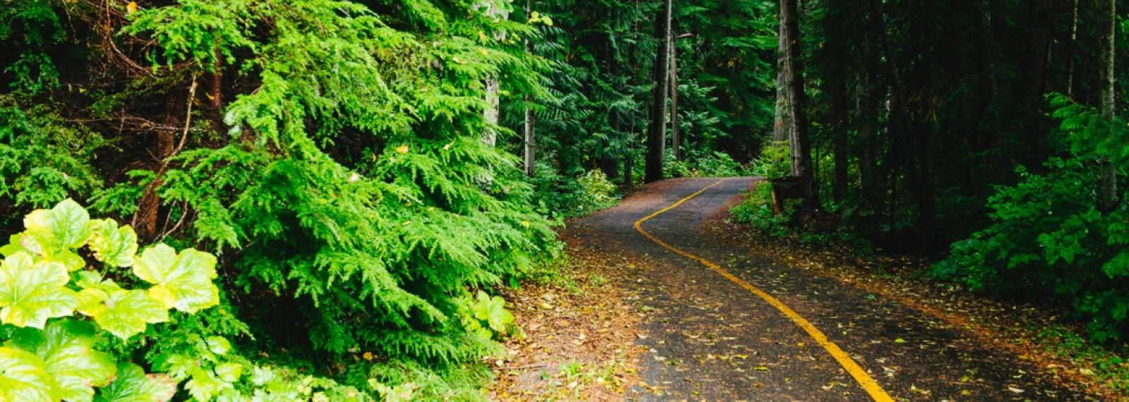 A bike path through the woods